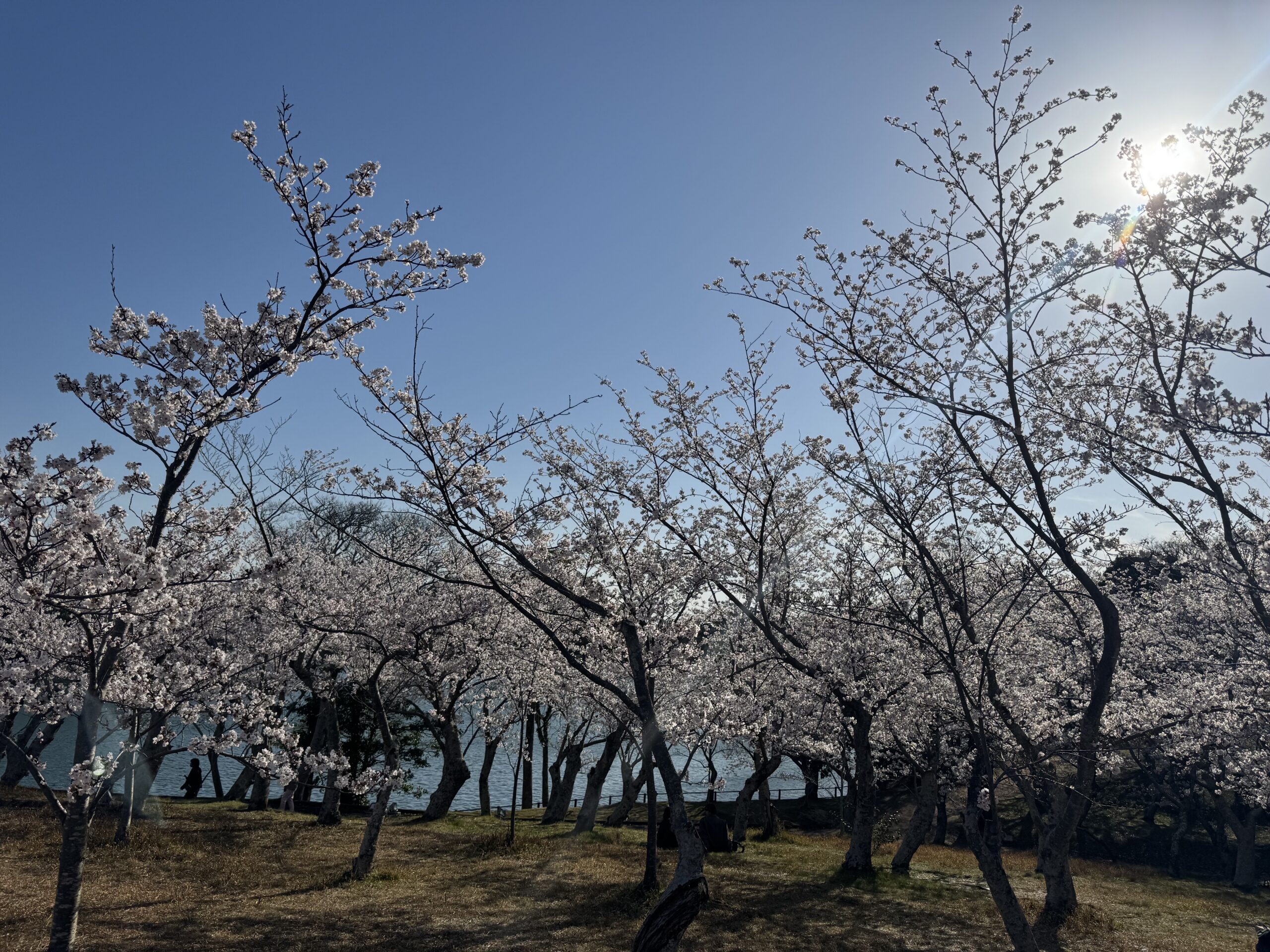 ご入学、ご進級おめでとうございます。