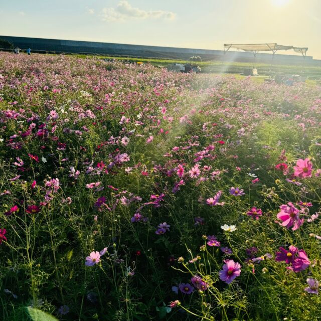 こんにちは☺️至 ITARUです😊
１１月を迎え、一気に秋らしくなってまいりました。秋桜と表記されるコスモスも満開です😊
さて、１１月と言えば習熟度テストです✏️先日、受験を控えた中学校3年生の習熟度テストがありました。各教科のテストについて話を聞かせてもらいましたが、今回は国語のテストに関する話をご紹介します💁
本投稿は至の国語集団コースに関するものとなっております✏️少し長文となっておりますが、ご一読いただければ幸いです🙇‍♀️

「文章問題バッチリです😊」
「古文かなりいけました😊」
「手応えがあります😊」
これらは今まで定期テストでは点数が取れるものの、習熟度テストではなかなか思うような点数が取れず、今年から集団授業を受講し始めた生徒たちからの言葉です。

個人差はもちろんありますが、これは今回に限ったことではなく、だいたい1年くらい継続して国語集団コースを受講していただいた生徒から聞かれ始める言葉です☝️そして、こういった言葉が聞かれ始めると、それに比例して国語の点数も少しずつの変化であったものが、一気に上がり始めます↗️

「国語はセンスの教科」と言われることがありますが、他の教科と同じように、学習のポイントがあると感じております。文章を読むポイント、問題を解くポイントです💡そのポイントが曖昧であることが、「国語はセンスの教科」と言われる原因なのかもしれません。また、他の教科よりも、「たぶんできた」という曖昧な手応えがテスト後によく聞かれる教科かなとも思います。これも、何をポイントにして、何を軸にして問題を解いたかが不明瞭なため生じることだと感じます。こういった国語学習の問題を克服していくためには、読解のポイントを学習者自身が理解し、使いこなすことが重要だと考えます。しかし、そうなるまでの過程は、国語は他の教科よりも少し時間がかかる教科だとも正直感じています。

1️⃣読解のポイントをインプットする。
2️⃣初見の文章を、読解のポイントを頭に入れながら解く。
3️⃣どういった部分で読解のポイントを使うのか、自分に何が足りなかったのかを理解する。
4️⃣理解したことをいかして、もう一度ポイントを頭に入れて、新たな問題に取り組む。

これは国語の学習方法の１つですが、国語の場合、「1️⃣の習得」と「3️⃣を理解すること」に時間を要するのではないでしょうか？数学で言えば、読解のポイント＝公式です。例えば、数学を学習する場合、多くの人がまずは公式を覚えるはずです。そしてその公式は、理解しやすいものが多いはずです。覚えるのにも時間はあまりかかりません。覚えた公式をもとに問題演習に取り組み、間違った問題は、その公式をもとにやり方を考える。だから、間違っても再チャレンジするまでに時間もあまりかからない。しかし、国語の場合は、まずは公式があるのかどうかもわからない。だから感覚で解いてしまう。演習に取り組んだとしても、どうして間違っているのかがはっきりしない。その結果、もやもやしたまま次の問題に向かっていく。こういった悩みを抱えている人が多いのではないかと思います。

至では、毎週土曜日に国語集団コース（対象：小学5年生から高校3年生）を開設し、説明的文章、文学的文章、古文、漢文、それぞれの文章に必要な読解のポイントをインプットし、上記の1️⃣〜4️⃣のサイクルを基本として、毎週こつこつ文章読解に取り組んでいます。このコースでは、教科書の内容ではなく、初見の問題に取り組みます。授業では、特に1️⃣や3️⃣の自分一人ではなかなかはっきりさせることが難しく、時間のかかる部分を重点的に進めています。読解のポイント＝公式が明確になれば、読解スピードが上がります。そして、その後の学習にも取り組みやすさが出てきます。その結果、納得して学習を進めることができ、国語力の向上につながってきます。最初は少し時間がかかります。けれども、読解のポイントを身につけることで、その後の躍進につながります😊

今回の中３生たちの言葉から、「読解のポイント」が身についてきているのを感じました。できた手応えが生まれましたことが、すごく嬉しいです😊しかし、それでも間違えがあって、悔しい思いもすることもあります。けれども、この手応えがあるからこそ、なぜ、どうしてが生まれるのです。そのなぜ、どうしてが次への成長に繋がってくると考えると、また１つ成長できそうでわくわくします😊今年の中3生もいいサイクルに入って来ました。受験に向けて、いよいよここからです。まずは習熟度テストの結果が楽しみです😊

また、来週からは期末テストも控えております✏️至では定期テスト直前に、塾生向けに無料の「国語の定期対策講座」を各学年集団授業形式で行っています。自立コースや個別コースでの通常授業では教科書の内容の学習をしておりますが、この時期に再度定期テストでのポイントを絞って「集団授業形式」で総復習をしております🔥これまでの定期テストでも、良い結果に繋げてくれて大変嬉しく感じております。こちらの方も楽しみです😊

国語集団コースも随時体験授業を行っております。体験授業は無料となっておりますので、お気軽にお問い合わせいただければと思います🙇‍♀️