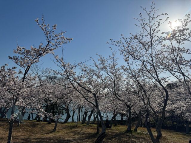 こんばんは😊至 ITARU です😊
いよいよ明日から近隣の学校で新年度がスタートします🌸
ご入学、ご進級おめでとうございます🌸
今年は桜もまだまだ満開で、花いっぱいでの新年度のスタートとなりそうです🌸

さて、至もお陰様で5年目を迎えることができました。いろいろな方々の支えの中で、こうして5年目のスタートを切ることができることを大変ありがたく感じております🙇‍♀️これからも色々な方々にお力を貸していただきながら、尽力してまいります。これからもどうぞ至をよろしくお願いいたします🙇‍♀️

現在、生徒受付をしております💁‍♀️至では、小学4年生から高校3年生までを対象にさせていただいております😊今年度もたくさんの方々にご入会いただいておりますことをありがたく思います🙇お席の方が少なくなってきている曜日、コースもございますので、ご希望の曜日、コース等がございましたらお早めにご連絡をいただけますとありがたく思います☺️また、ご不明な点がございましたら、ご連絡をいただければと思います。

至 ITARU では、本教室の学習スタイルを、まずは無料で体験していただけます。
お気軽にお問い合わせください😊

「至 ITARU」の詳しい教室情報は、LINE公式アカウントにご登録ください。資料を返信させていただきます😊お電話でのお問い合わせ（070-4486-7496）も対応させていただいております。お気軽にご連絡いただければと思います🙇‍♀️

また、本教室のホームページもございます☺️本教室の取組についてご紹介させていただいております。こちらのお問い合わせフォームからのお問い合わせも可能ですので、ご利用いただければと思います☺️

LINE公式アカウントご登録はこちらへ
➡️https://lin.ee/DLrmrHW

ホームページはこちらへ
➡️https://studyroomitaru.com

#至
#宇部市
#西岐波
#塾
#学び放題
#考動
#小学生
#中学生
#高校生
#自立型個別学習指導
#国語集団授業
#学校帰り
#学習習慣
#駄菓子屋
#ご入学おめでとうございます
#ご進級おめでとうございます