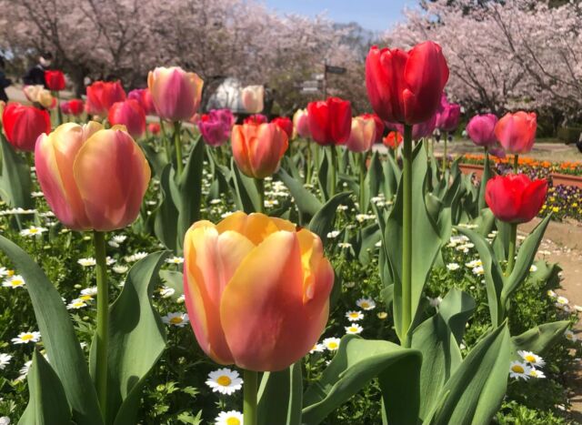 🌸春だけコース受付中🌸
　もうすぐ春休み☘️勉強で困っていることはありませんか？
　至 ITARUでは、春休みに「春だけコース」を開設いたします。勉強で困っていることを、この休み期間で解消して新学期を迎えてみるのはいかがですか？

💡「自分にあった勉強の仕方を見つけたい」
💡「集中が続かず困っている」
💡「不安なところ、わからないところをその場で聞いて解消したい」
💡「これまでの復習を重点的に取り組みたい」
💡「新年度に向けて準備をしておきたい」
こういった方に特におすすめです💁‍♂️

【期間】３／２３(月)〜２７（金）、３／３０(月)～４／３（金）、４／６(月)〜７(火)※この期間で、通塾を希望される日を５日（５コマ）お選びください
【コース】🟢国語集団授業コース：（小学生：初見の問題に取り組み読解の仕方を身につけます。中学生：定期テスト対策を行い、評定アップを目指します。また、初見の問題にも取り組み読解の仕方を身につけ、習熟度テストや受験に向けての力をつけていきます。）／🟢個別コース（もっと力を伸ばしたい教科や苦手教科に絞って取り組む授業です。）／🟢自立コース：（映像授業を用いて学んだ内容を講師に説明して理解度を確認し、演習に取り組むアウトプット中心の授業です。）
【曜日】🟢国語集団授業コース：月曜日／🟢自立コース：火曜日〜金曜日／🟢個別コース：火曜日～金曜日
【時間】🟢国語集団コース：月曜日１６：３０〜１７：２０（小学5年生）／１７：３０〜１８：２０（小学6年生）／１８：３０〜１９：２０（中学1年生）／１９：３０〜２０：２０（中学2年生）／２０：３０〜２１：３０（中学3年生）／🟢個別コース：火曜日〜金曜日１３：００～１４：００／１４：００〜１５：００／１５：００〜１６：００／１６：００〜１７：００／１７：００〜１８：００
🟢自立コース：火曜日〜金曜日１８：００〜２１：３０
※通塾日、通塾コース、通塾時間帯をお選びください。自立コースは、時間内は学び放題です。通塾される日によって時間帯の変更、コースの変更は可能です（国語集団授業コース、自立コース、個別コースの併用が可能です。）。座席に限りもございますので、お早めにお問い合わせいただけると大変助かります☺️
【対象】小学生４・５・６年生（国語集団コースは５・６年生）／中学生１・2・3年生
【科目】🟢個別コース：小学生４・５年生：国・算／６年生：国・算・理・社／中学生：国・数・英・理・社🟢自立コース：小学生４・５年生：国・算／６年生：国・算・理・社／中学生：数・英・理・社　※中学生の自立コースでは定期テスト対策も国語集団コースで実施するため、国語を扱っておりませんので、国語を受講希望される際は、国語集団コースを受講していただければと思います。ご不明な点やご相談ごとがございましたら、お気軽にお問い合わせいただければと思います🙇‍♀️
【料金】小学生７，５００円／中学生１０，０００円　※この他にテキスト代がかかります。
科目を絞っての受講も可能です🙆‍♀️
ご不明な点がございましたらお気軽にお問い合わせをいただければと思います☺️

この他に、通常コースといたしまして、自立コース、個別コース、国語集団コースをご用意しております！お子様のペースに合わせて、時間と回数を選んでいただければと思います☺️こちらもあわせて受け付けております🙇‍♂️
また、月曜日の国語集団コースは小学５年生から中学３年生までを対象とさせていただいております☺️

各コースの詳しい内容はお気軽にお問い合わせいただければと思います。下記LINE公式アカウントにも詳しい内容を掲載しておりますので、そちらもご登録いただきご覧いただければ幸いです😊お問い合わせは、下記LINE公式アカウントにご登録いただきご連絡をいただくか、お電話(070-4486-7496)、本教室ホームページお問い合わせフォームにて受け付けております。ご不明な点等も含めまして、お気軽にお問い合わせいただければと思います☺️

至 ITARU では、本教室の学習スタイルを、まずは無料で体験していただけます。
お気軽にお問い合わせいただければと思います😊

「至 ITARU」の詳しい教室情報は、LINE公式アカウントにご登録ください。資料を返信いたします。お待ちしております😊

LINE公式アカウントご登録はこちらへ
https://lin.ee/DLrmrHW

#至
#宇部市
#西岐波
#塾
#学び放題